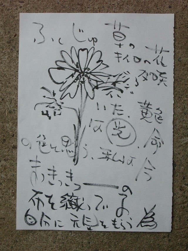 福寿草のきろい花